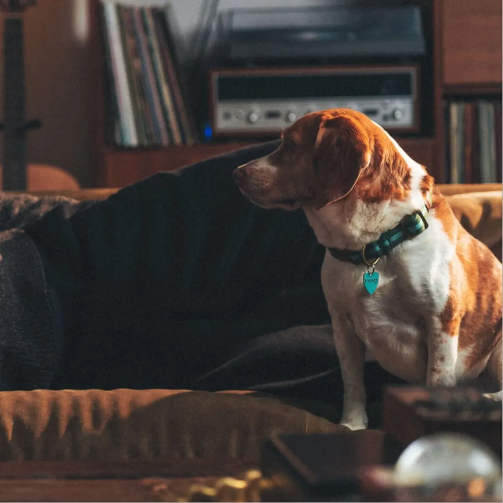 Pet Insurance Coverage Figo