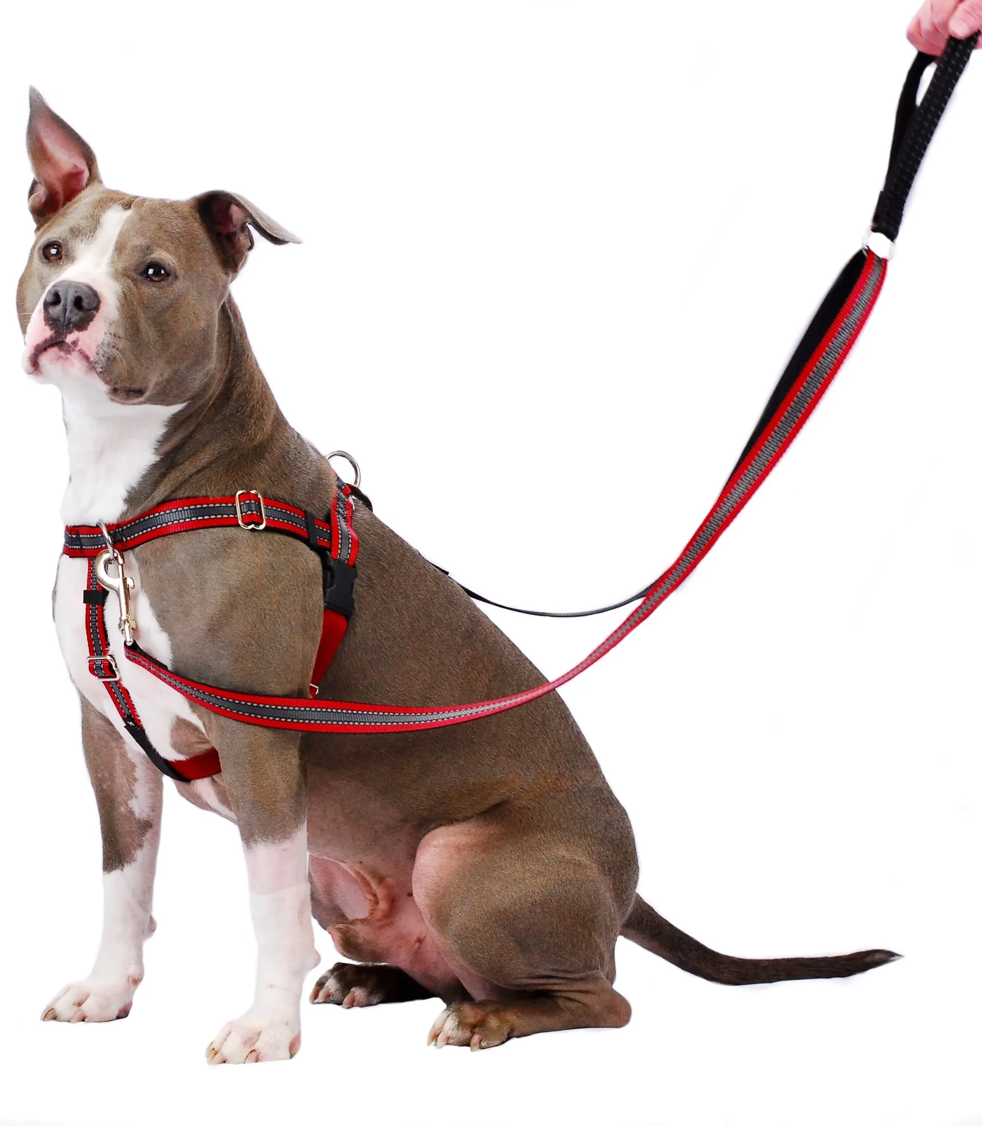 pit bull sitting with harness on him