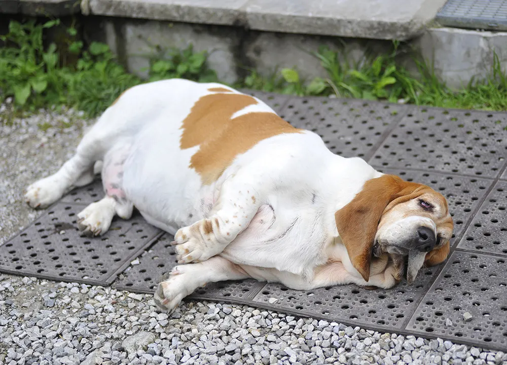 Gene mutation associated with obesity in dogs