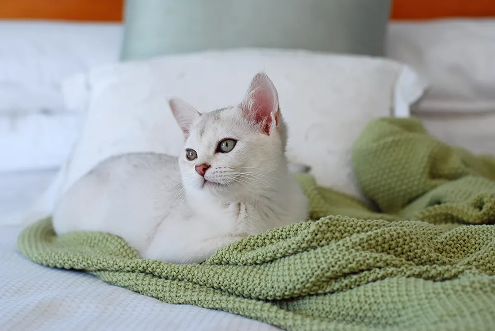 Guide to luxury cat hotels