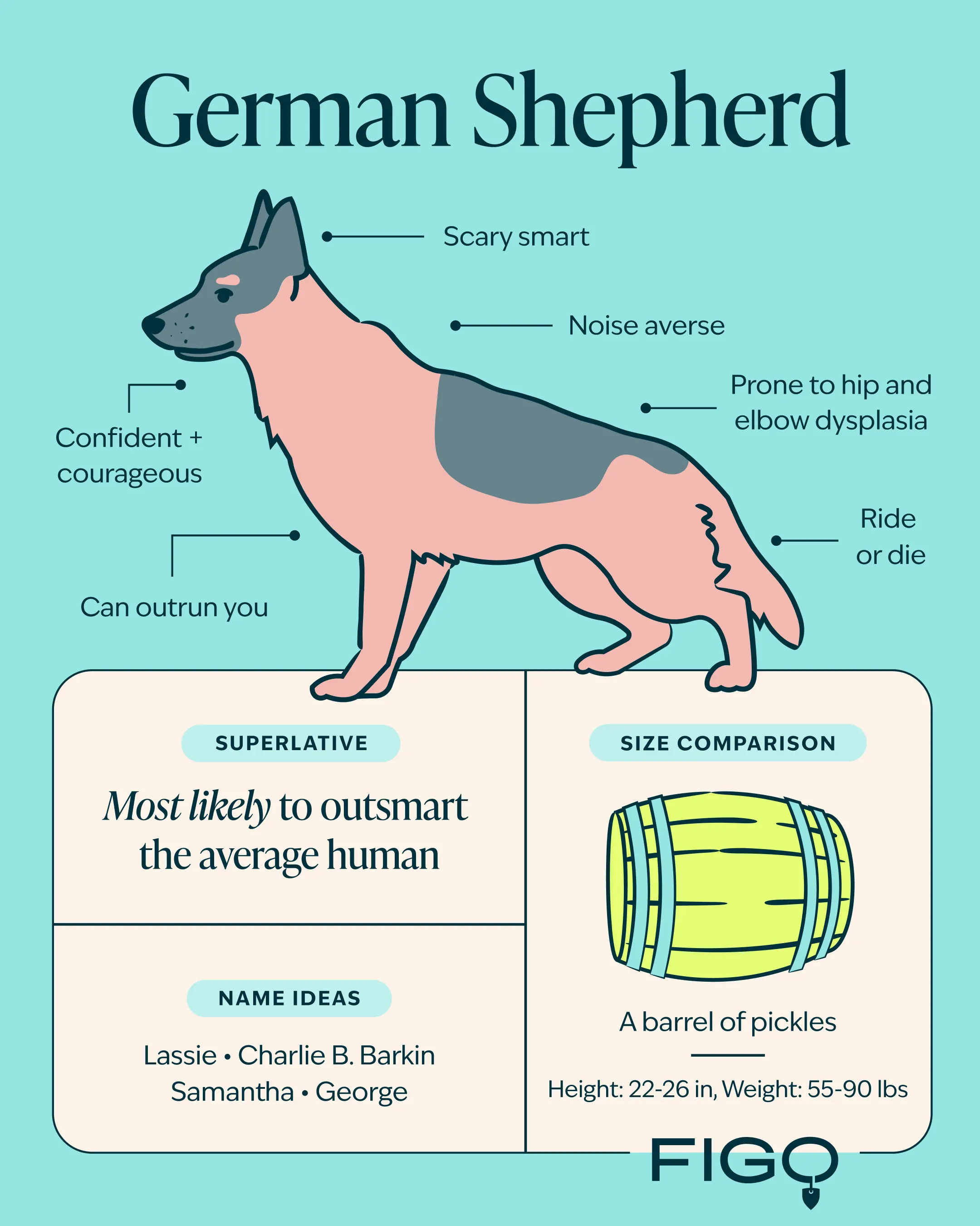 German Shepherds: The Good, the Bad, the Ugly