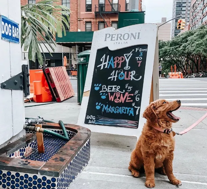 The Ultimate New York City Pet-Friendly Travel Guide