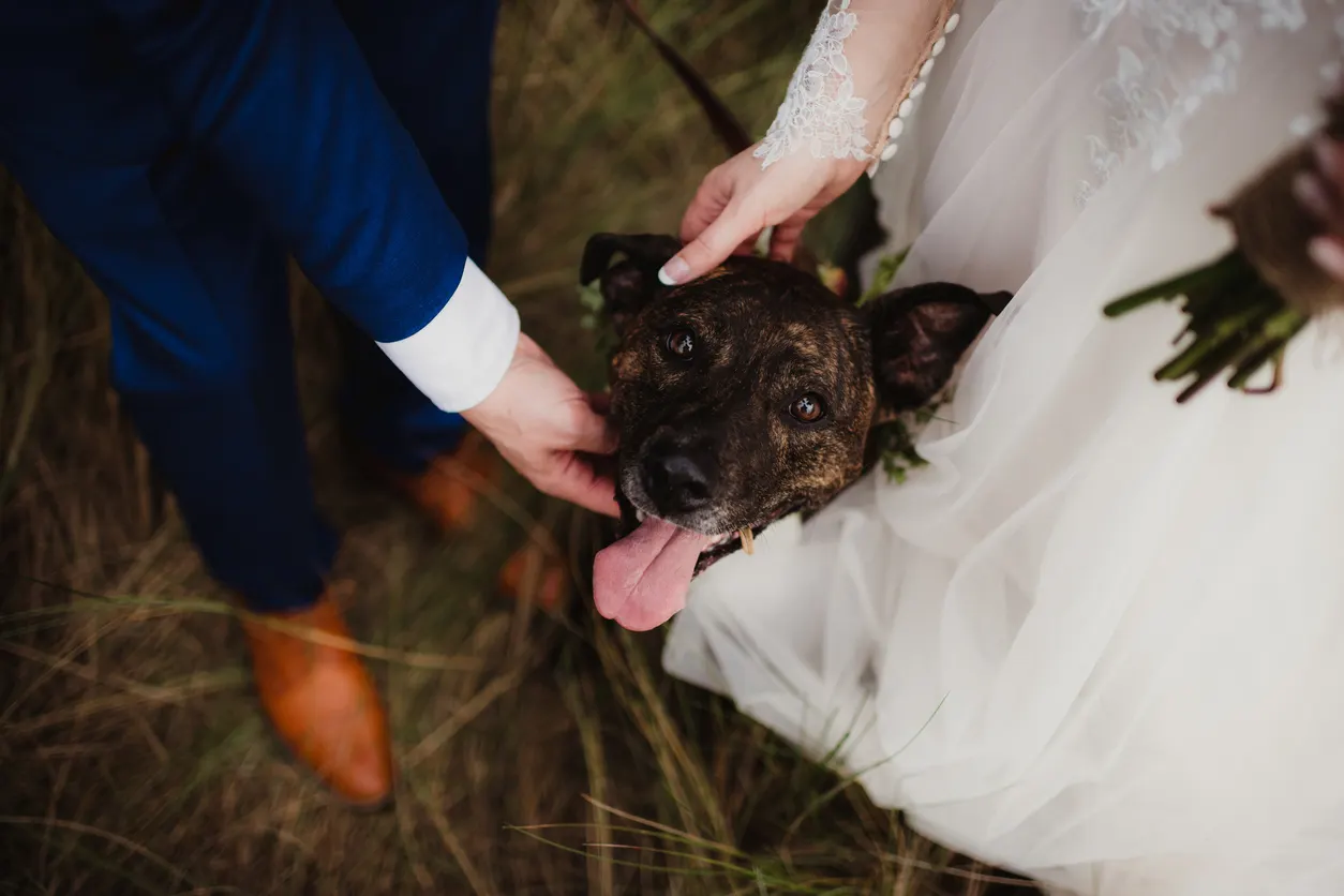 dog looking up at camera during wedding photoshoot with bride and groom