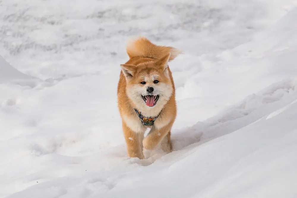 akita playing in the snow