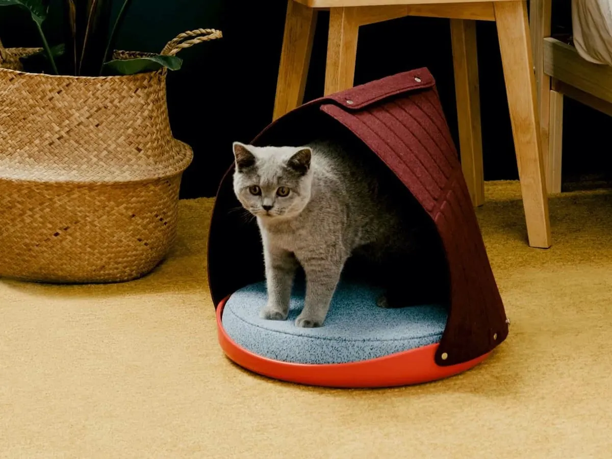 modern circular cat bed with cat relaxing on it