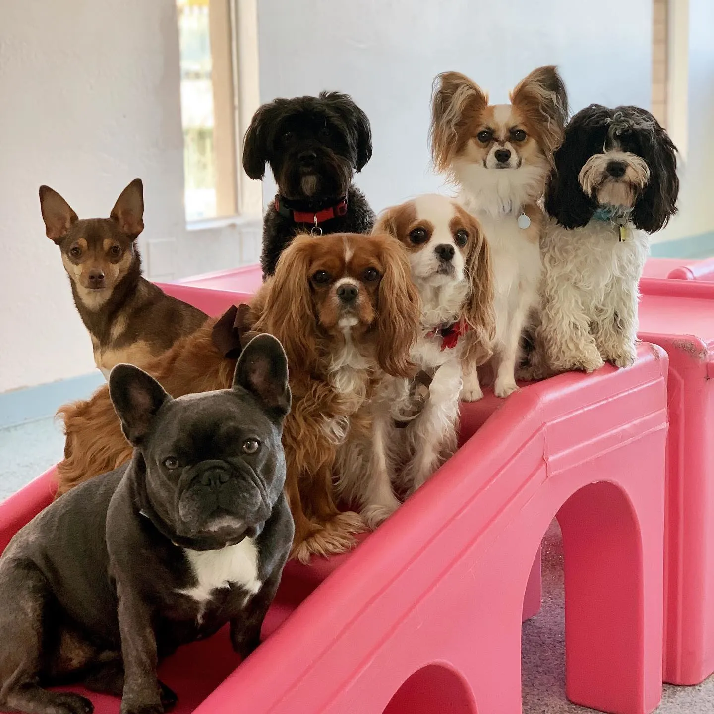 several small dogs on pink play ramp