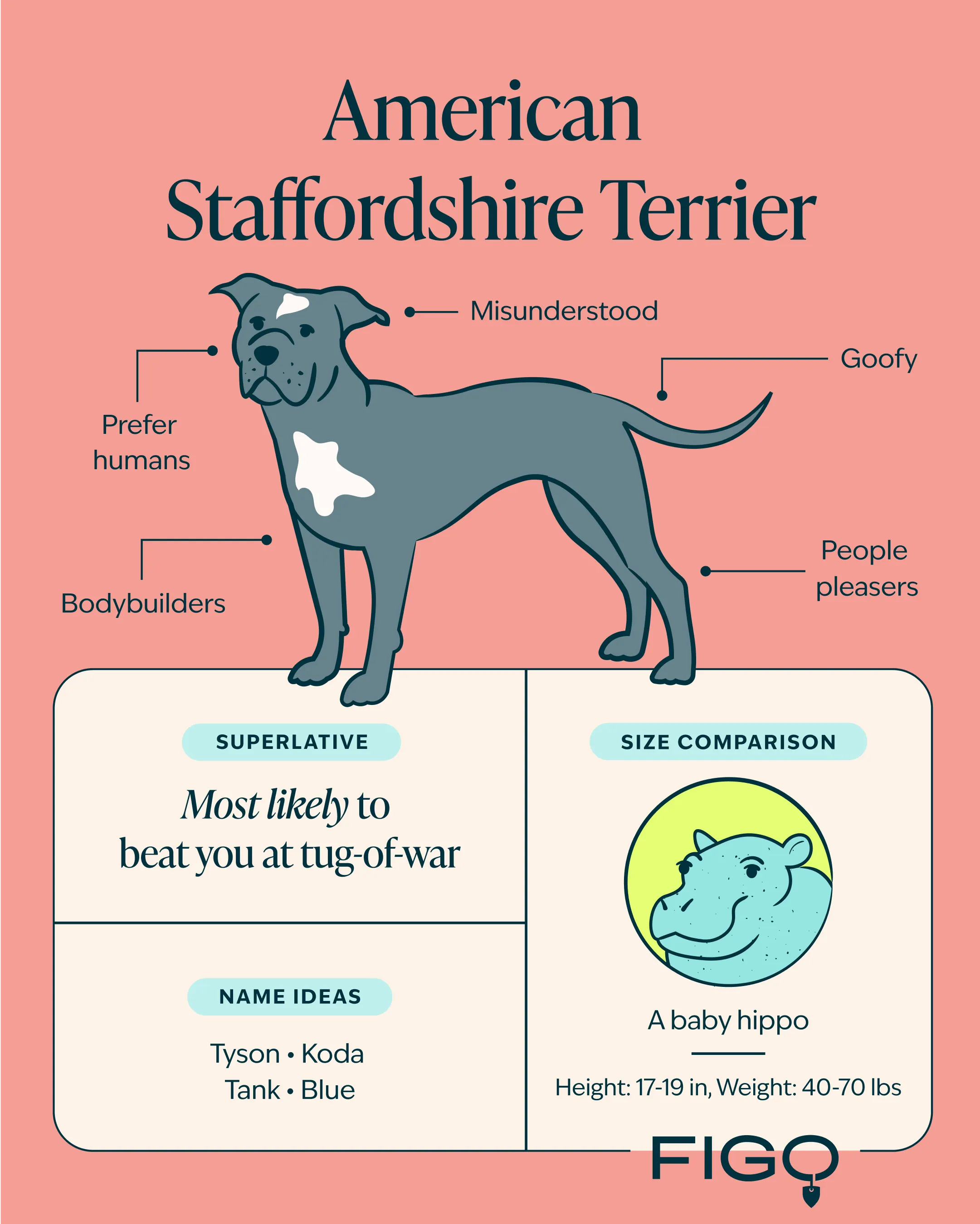 American Staffordshire Terrier Breed Guide