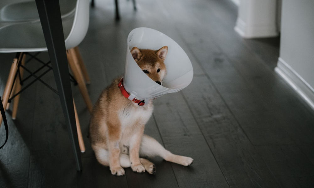 How to Make the “Cone of Shame” More Comfortable for Your Dog