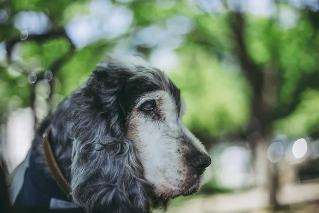 Why Are My Dogs Eyes Cloudy: Insights for Pet Parents