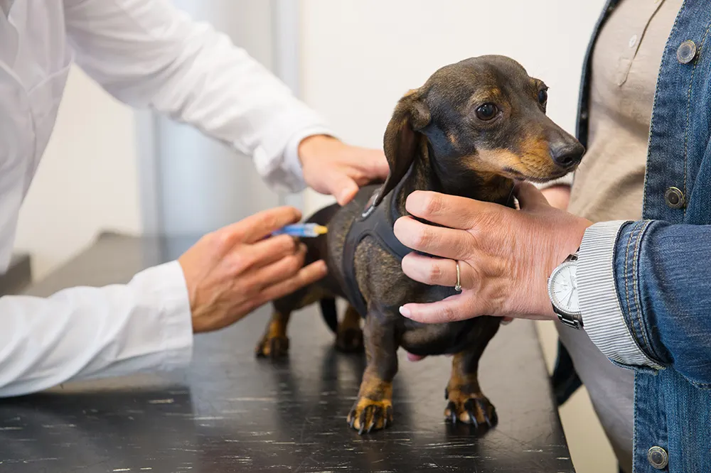 Immunization awareness: Focus on dog vaccines