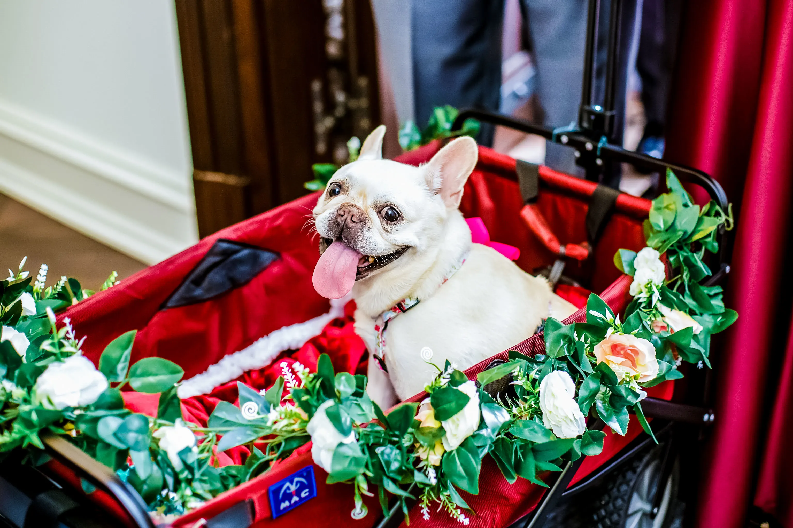 small dog in cart with flowers on wedding day