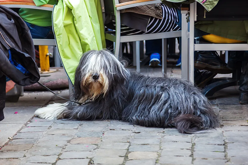 Our Favorite Pet-Friendly Patios in Chicago