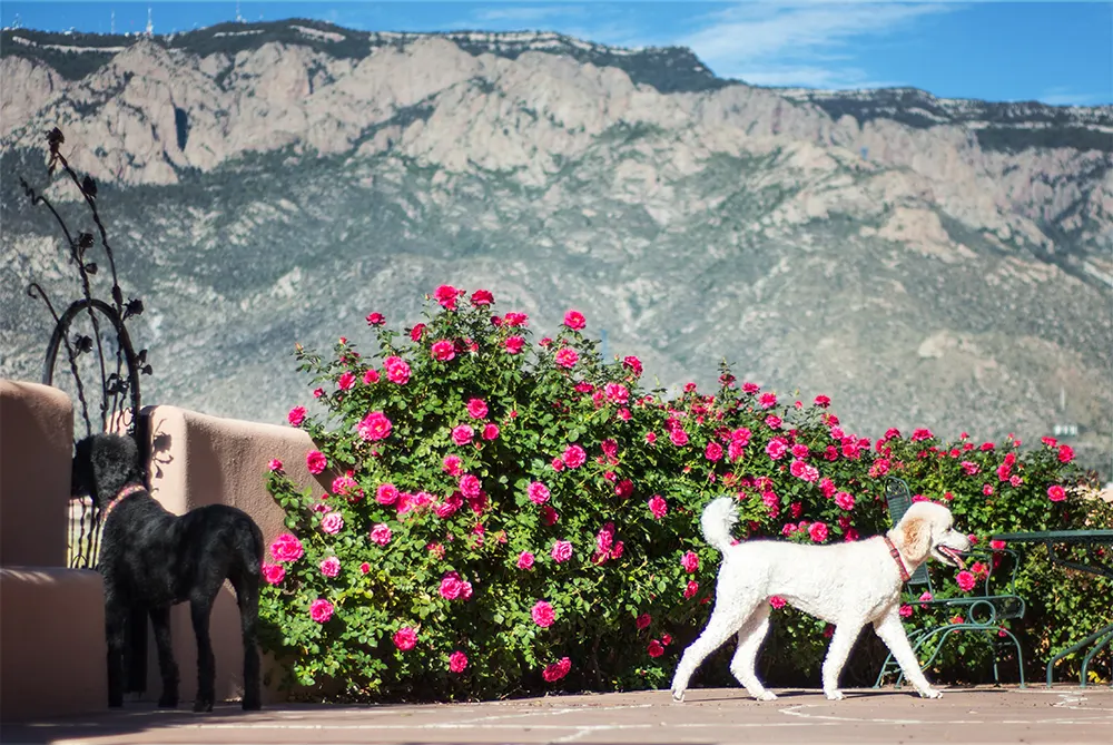 Roam: Albuquerque offers pet friendly culture and charm