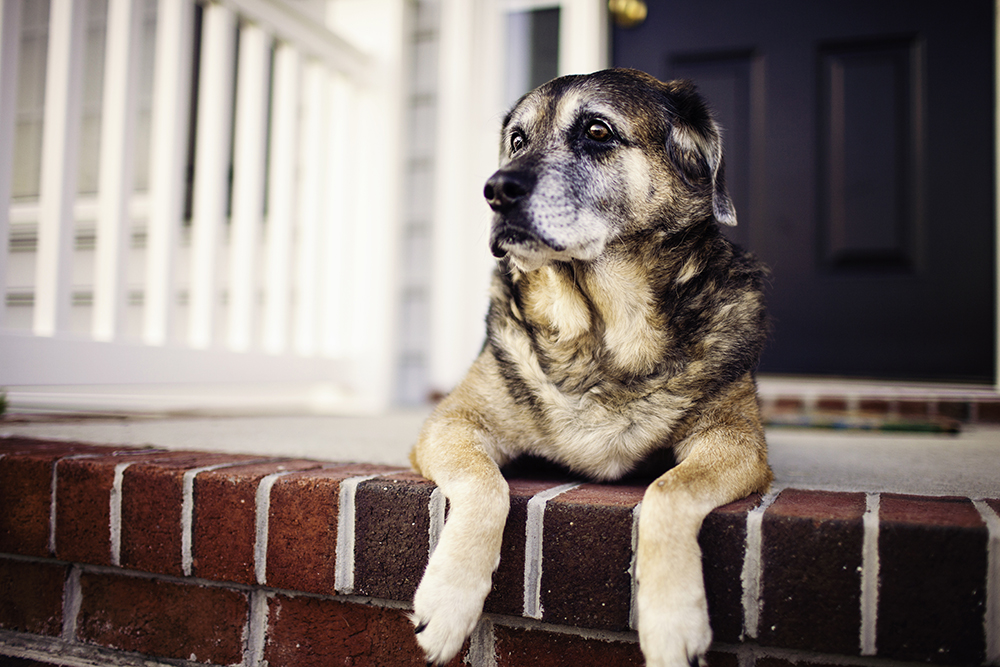 What you need to know about arthritis in dogs