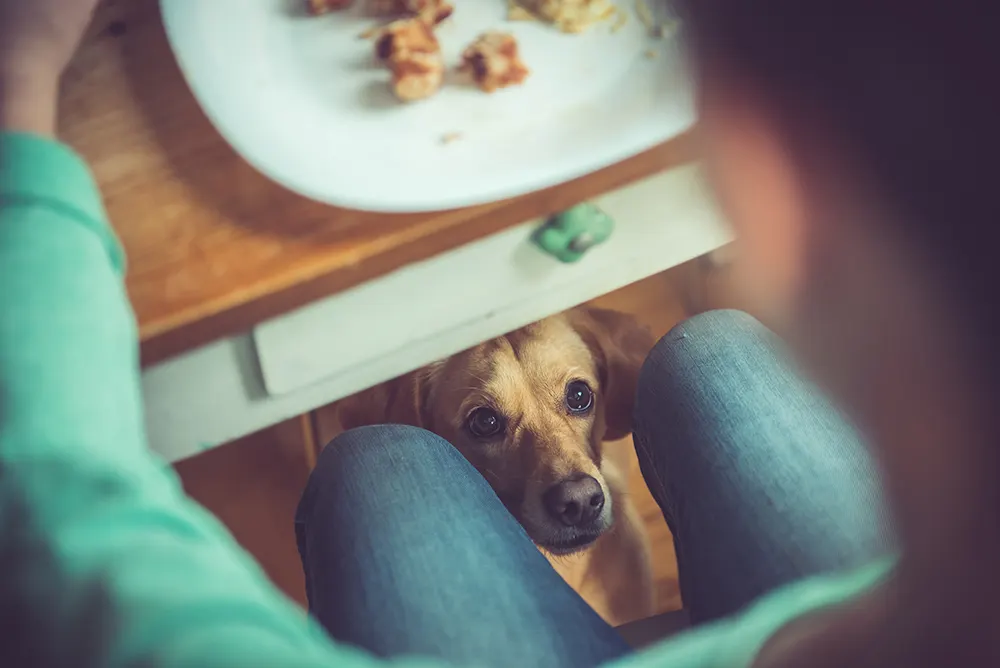 Keep Pets Away From Thanksgiving Feast