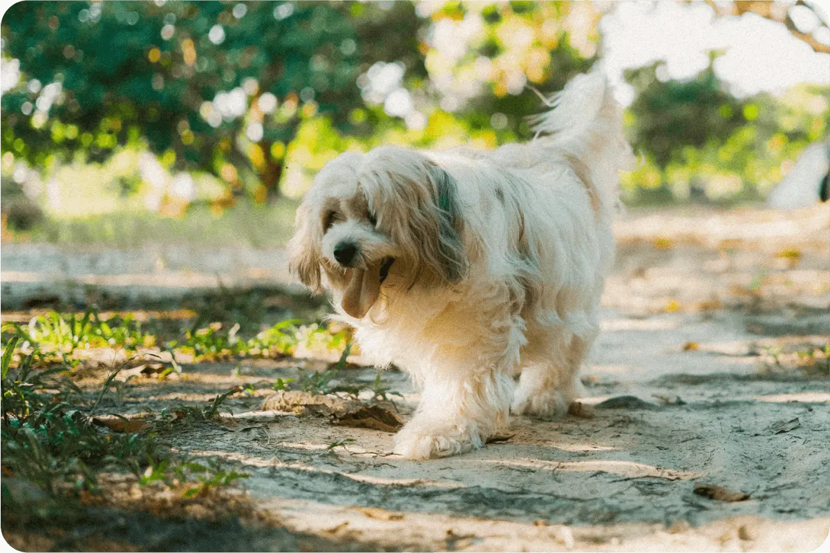 Havanese dog walking outside