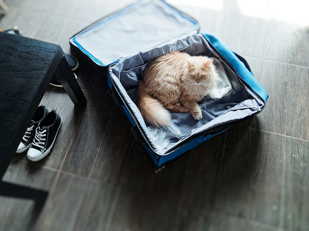 Vacationing with your cat