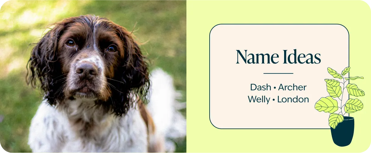 English Springer Spaniels: The Good, The Bad, The Ugly