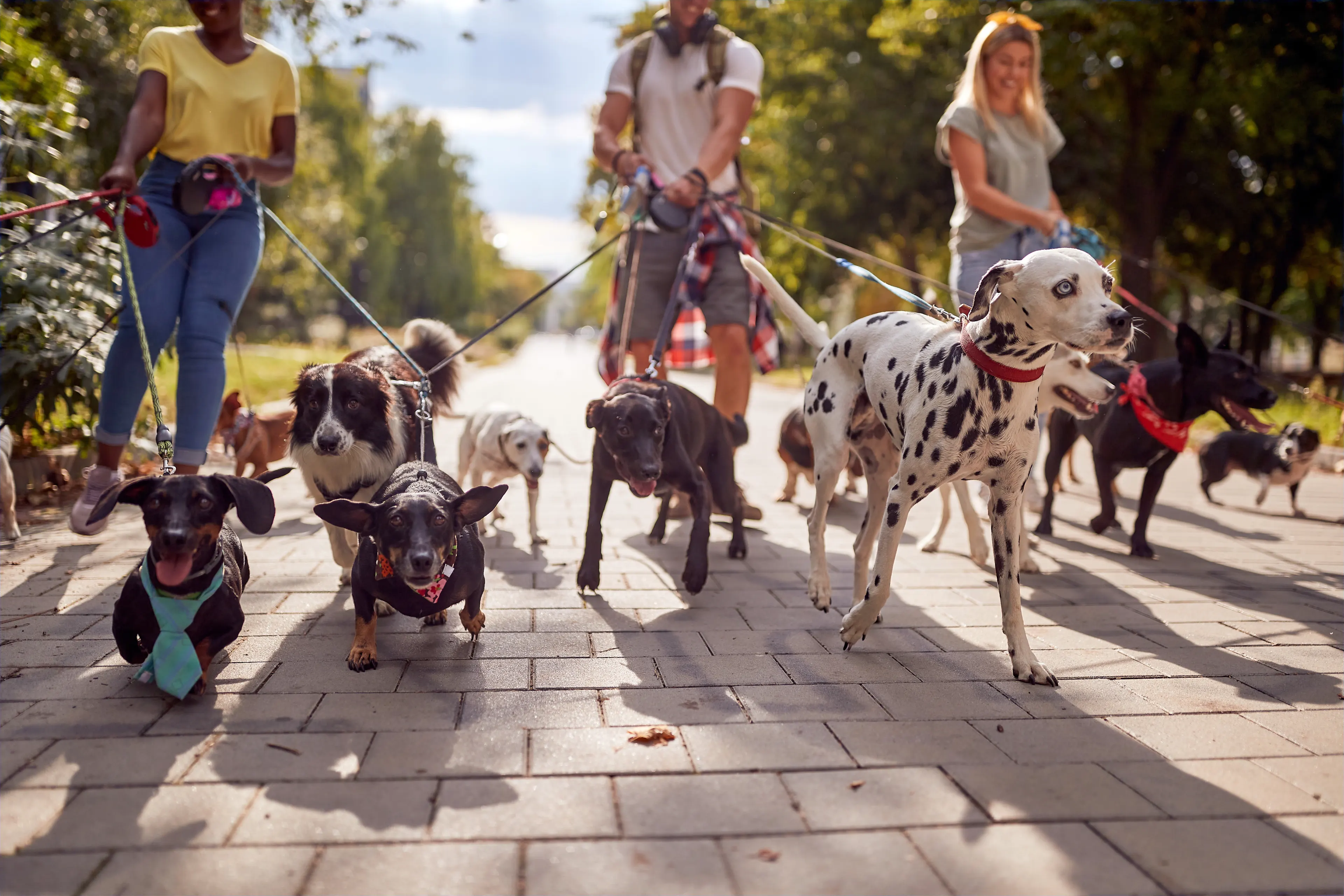 Group of walkers walking various dog breeds in park