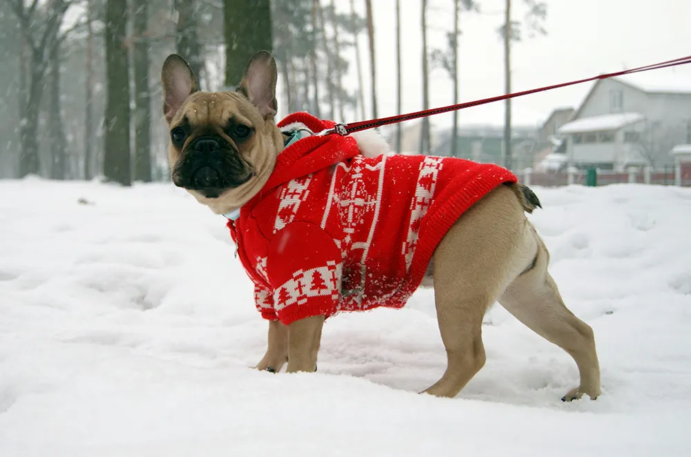 5 tips for winterizing your pets
