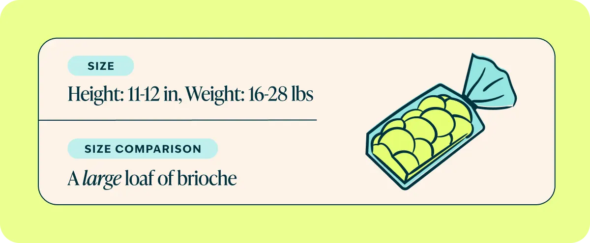 French Bulldog Breed Size Comparison