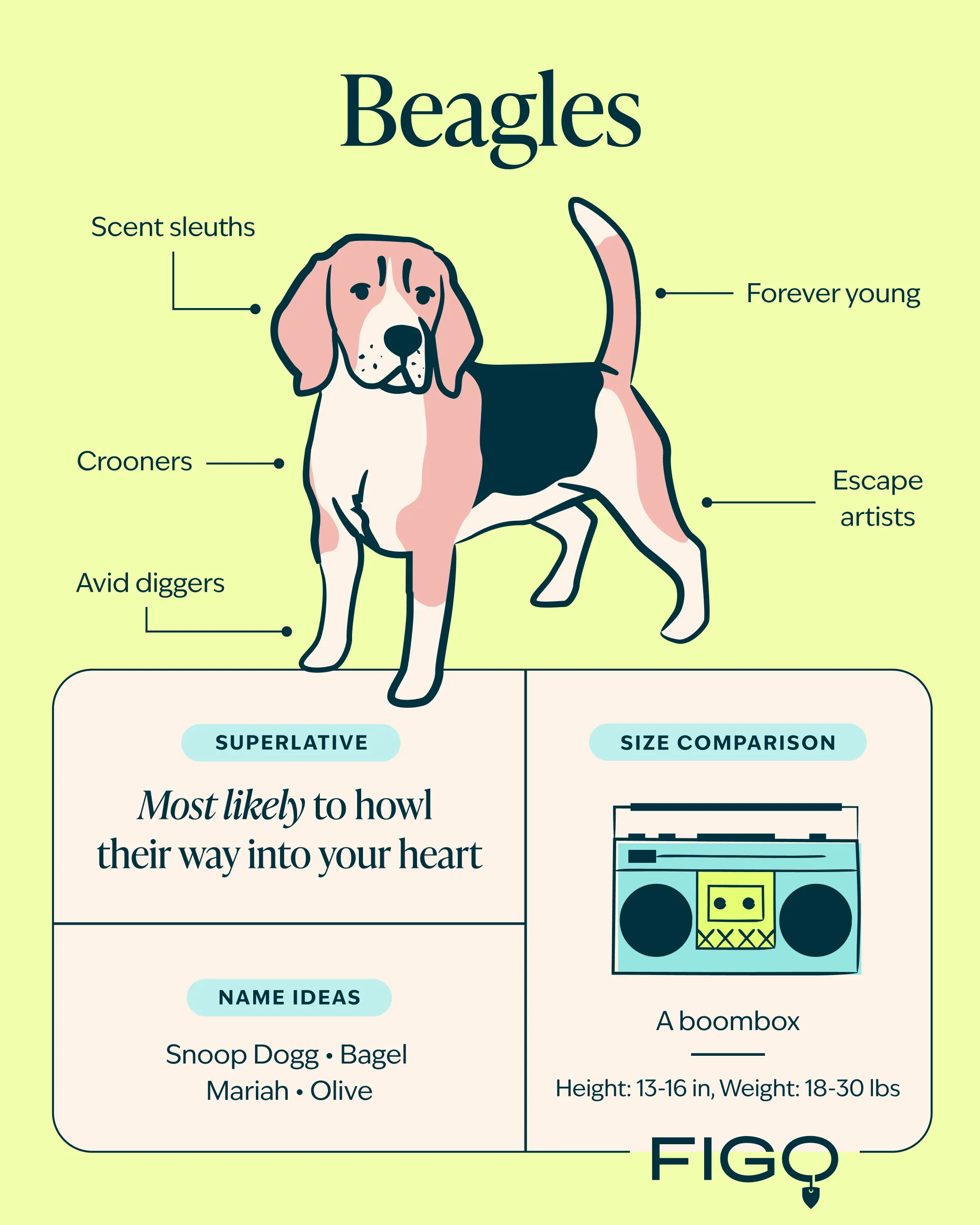 Figo Breed Guide Beagles