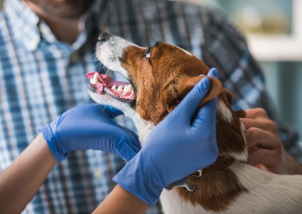 8 things only vet techs would know