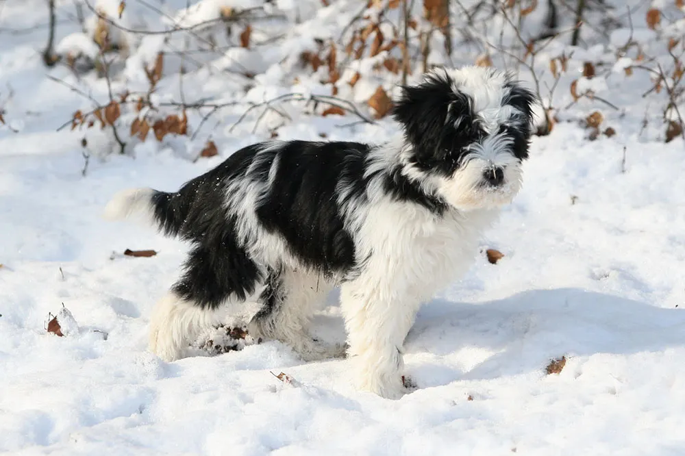 Tibetan Terrier standing in snow