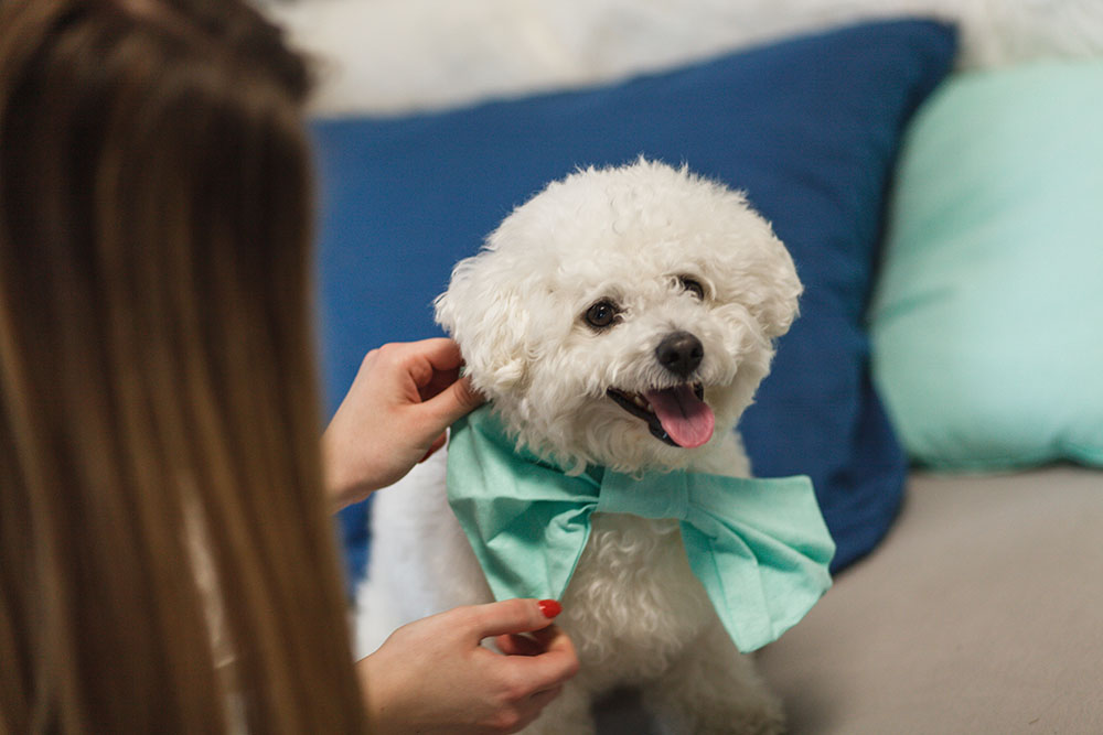 What makes a hotel pet friendly?