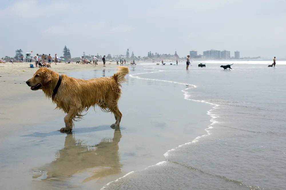 Roam: Stay, play, shop, and dine in dog-friendly San Diego
