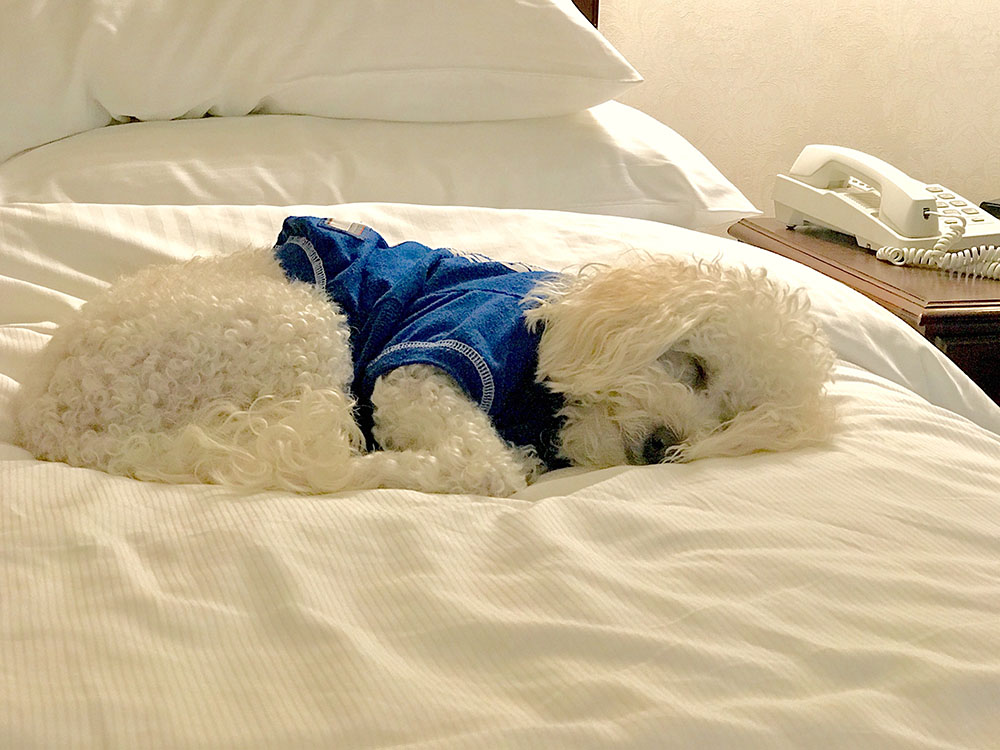 Staying in a hotel with your dog