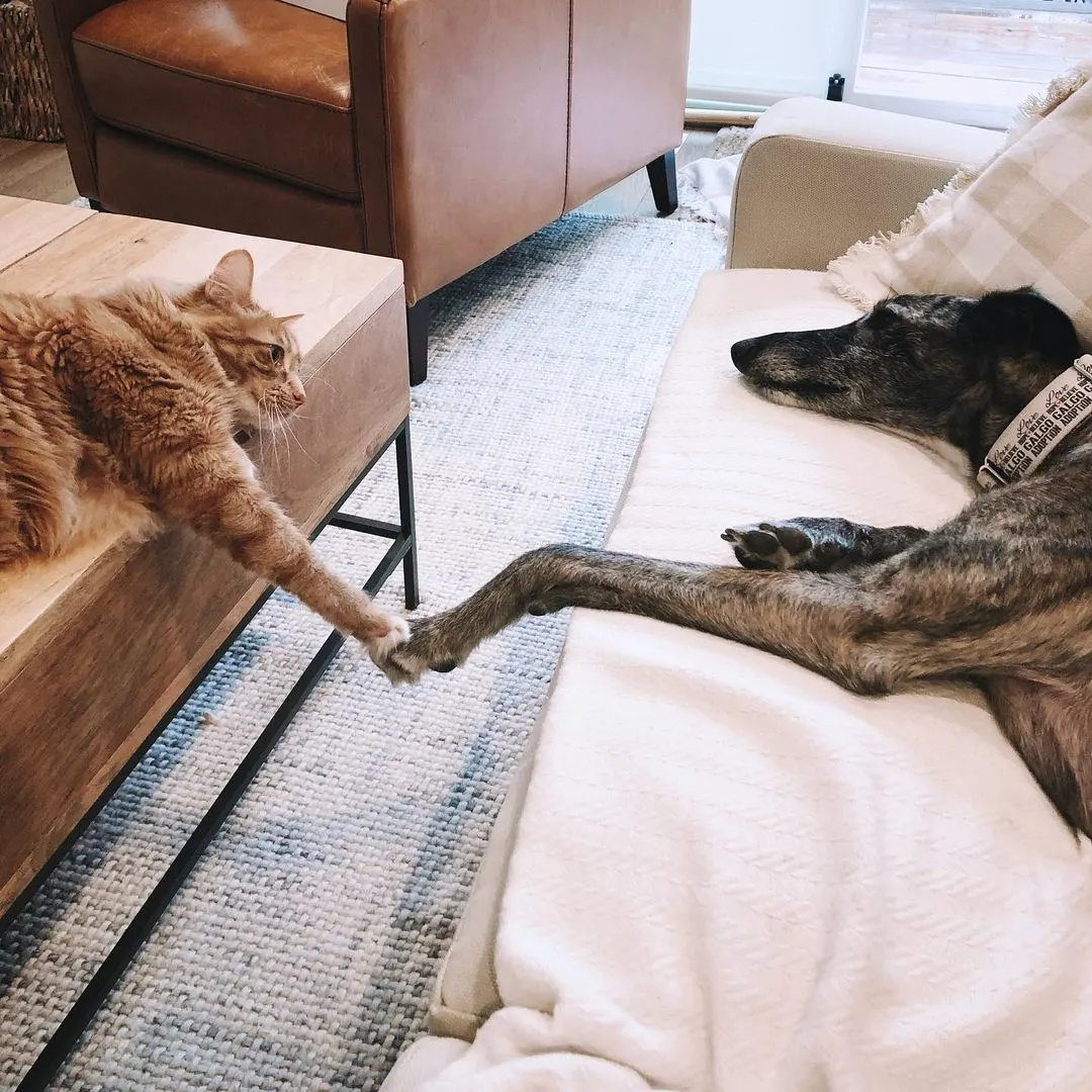 cat and dog touching paws on couch