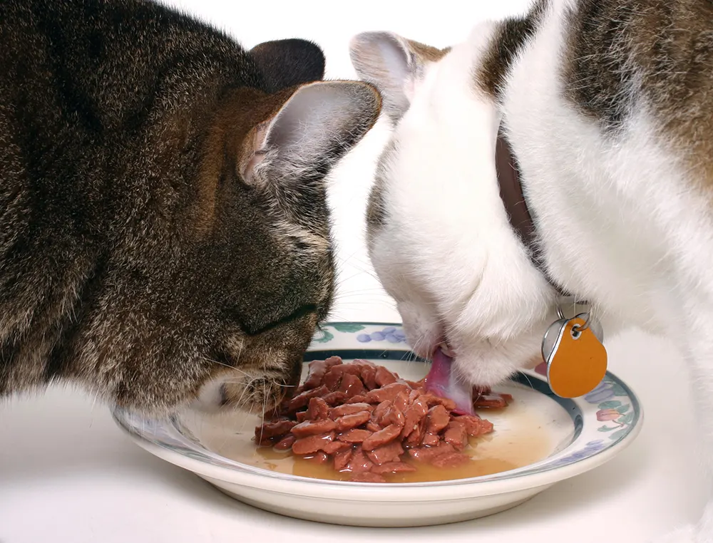 Veterinarians hold diverse opinions about what to feed cats
