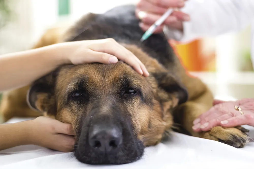 Side effects rare from rabies vaccination