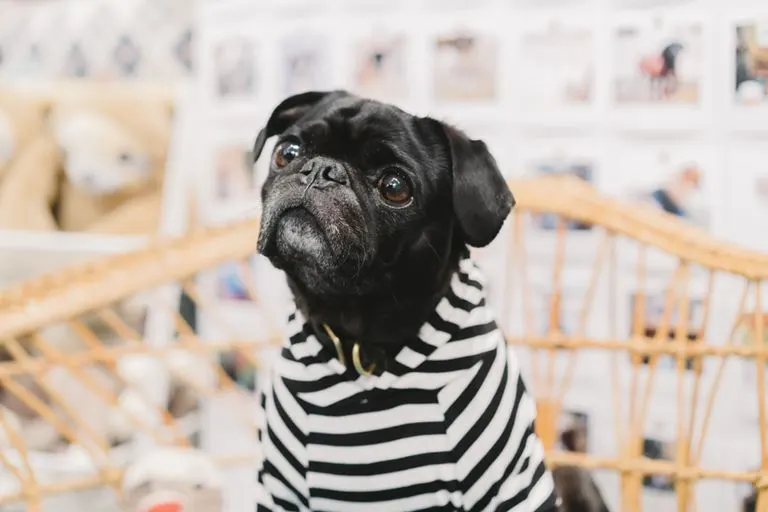 pug in striped sweater