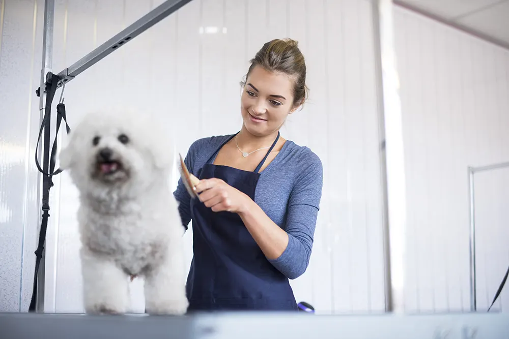 How to pick the perfect pet groomer