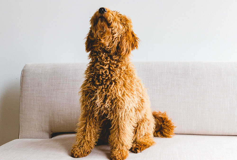 What to Know About Designer Dog Breeds
