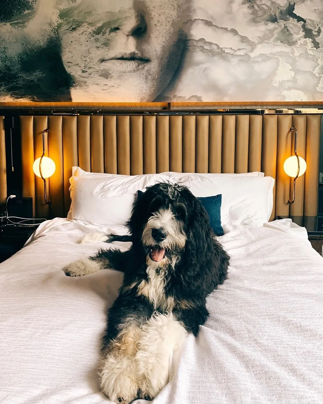 Dog in hotel bed