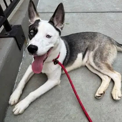 Dog with pointy ears lays down on sidewalk