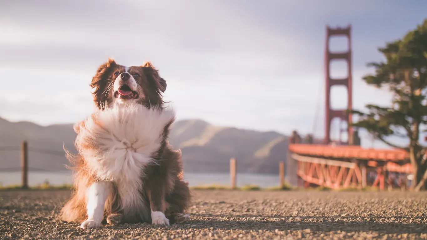 Australian Shepherd with golden gate bridge in background