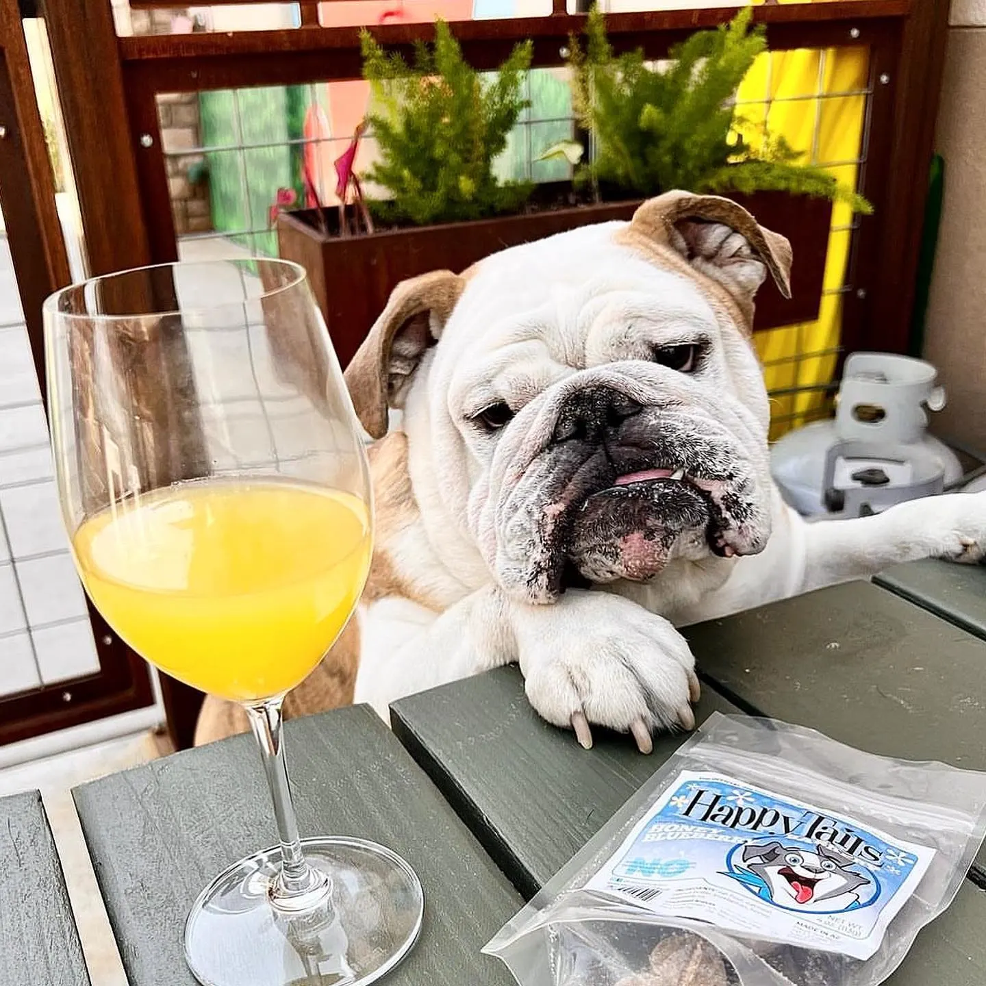 bulldog sits at outdoor patio in front of mimosa and dog treats