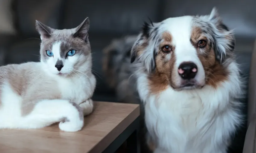 dog and cat sitting next to each other
