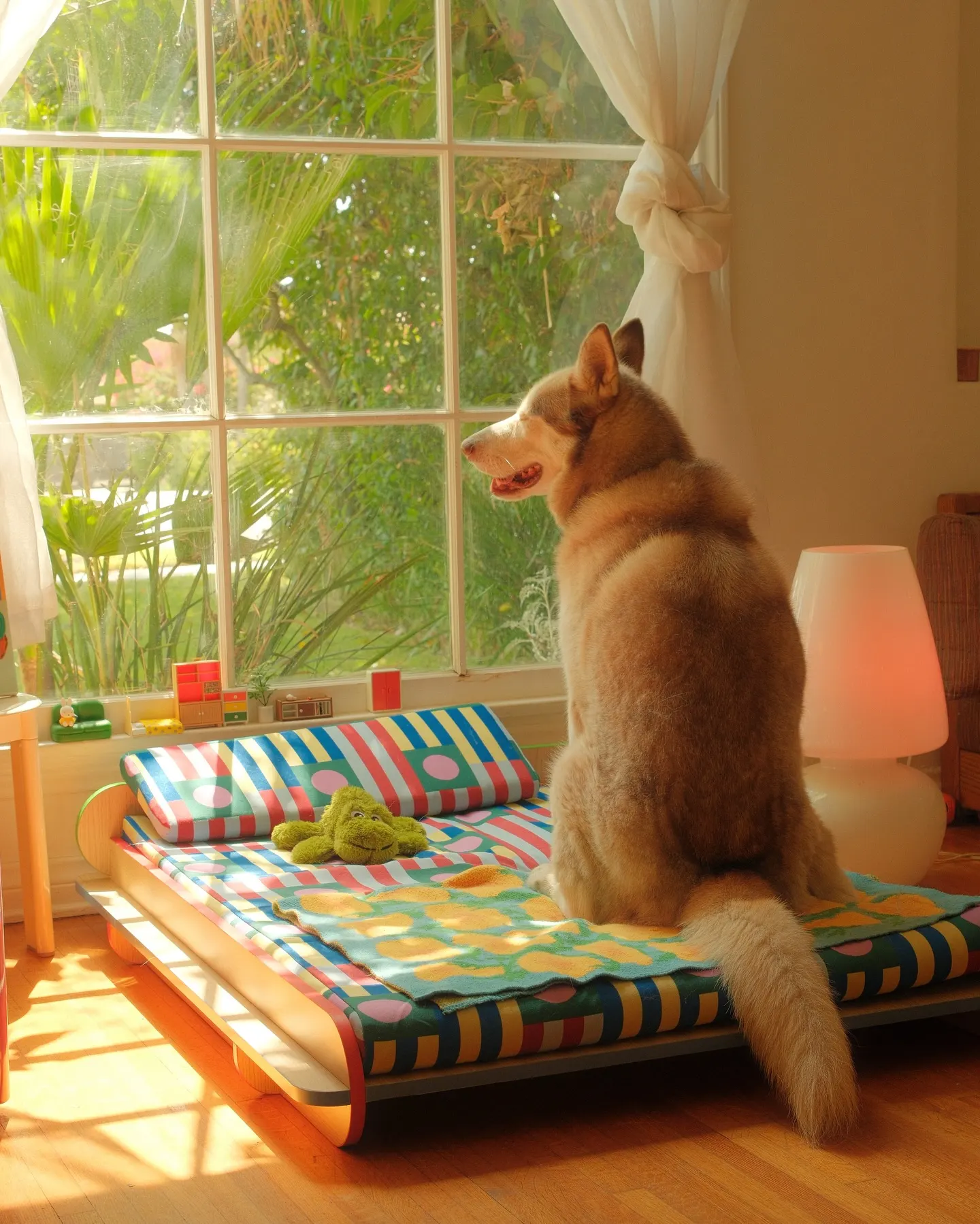 large dog sitting on dog bed looking out window