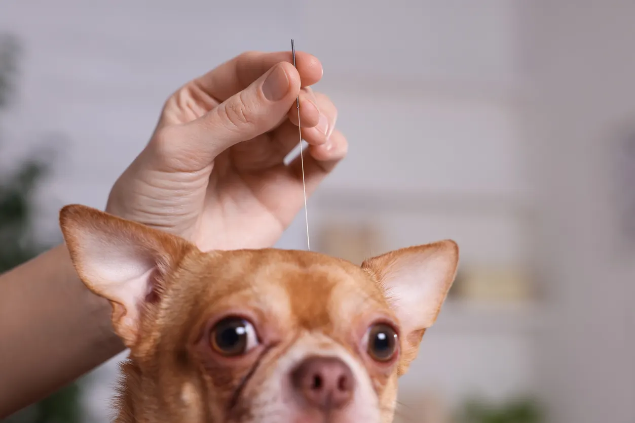 dog getting acupuncture treatment from person