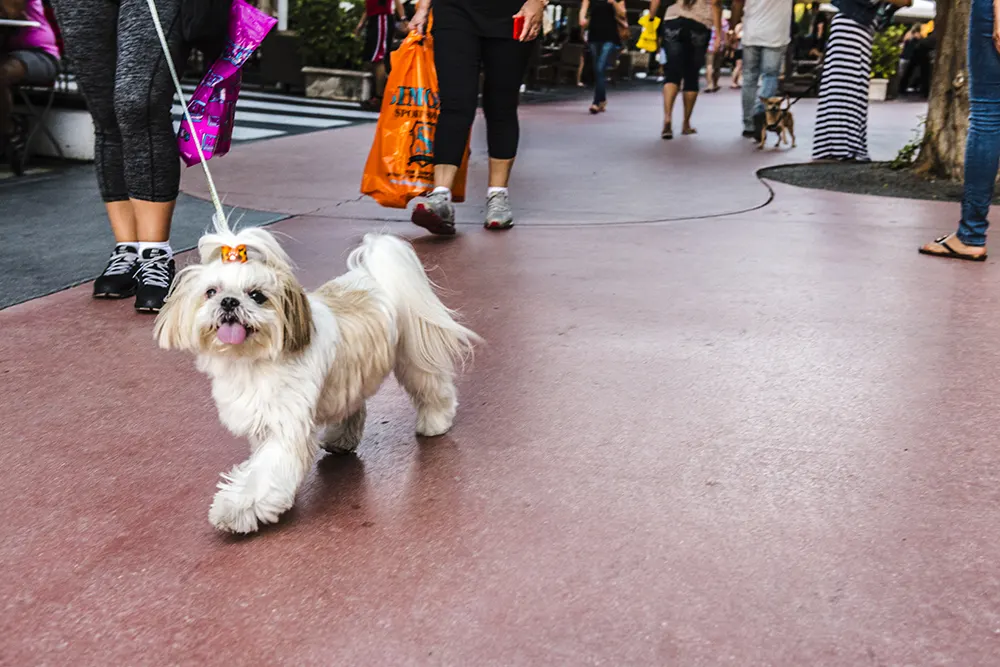 Dog friendly Lincoln Road in Miami