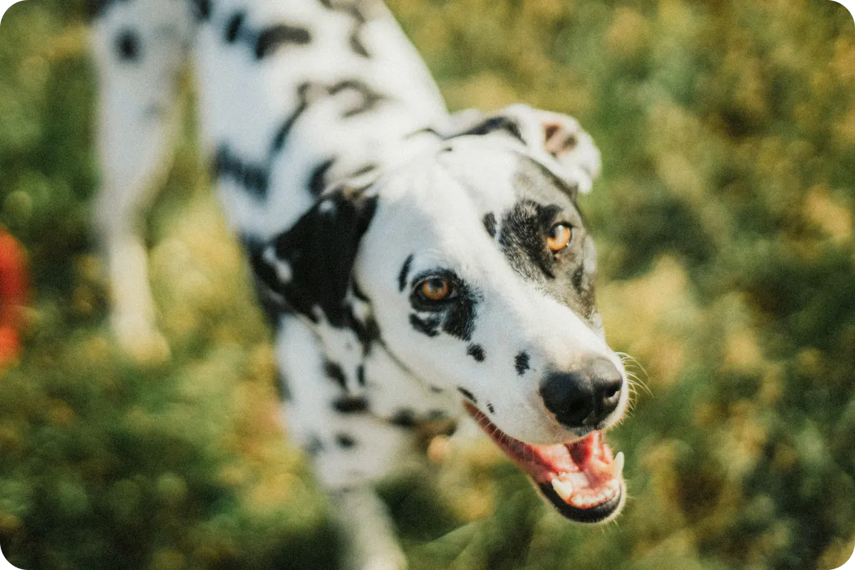 Dalmatian looking happy in grass outside