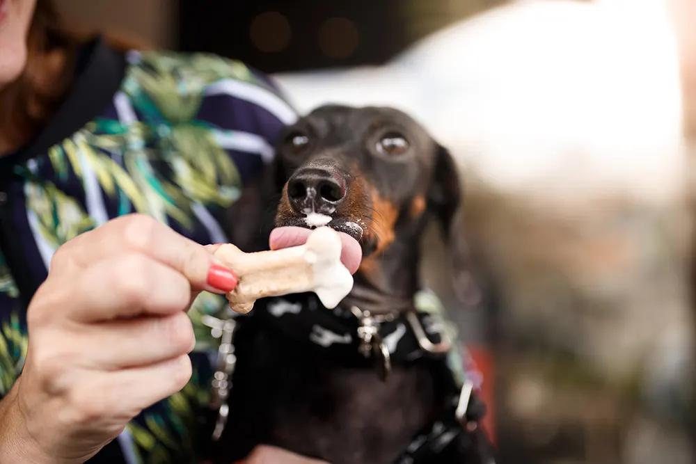 Easy Homemade Frozen Treats for Your Dog