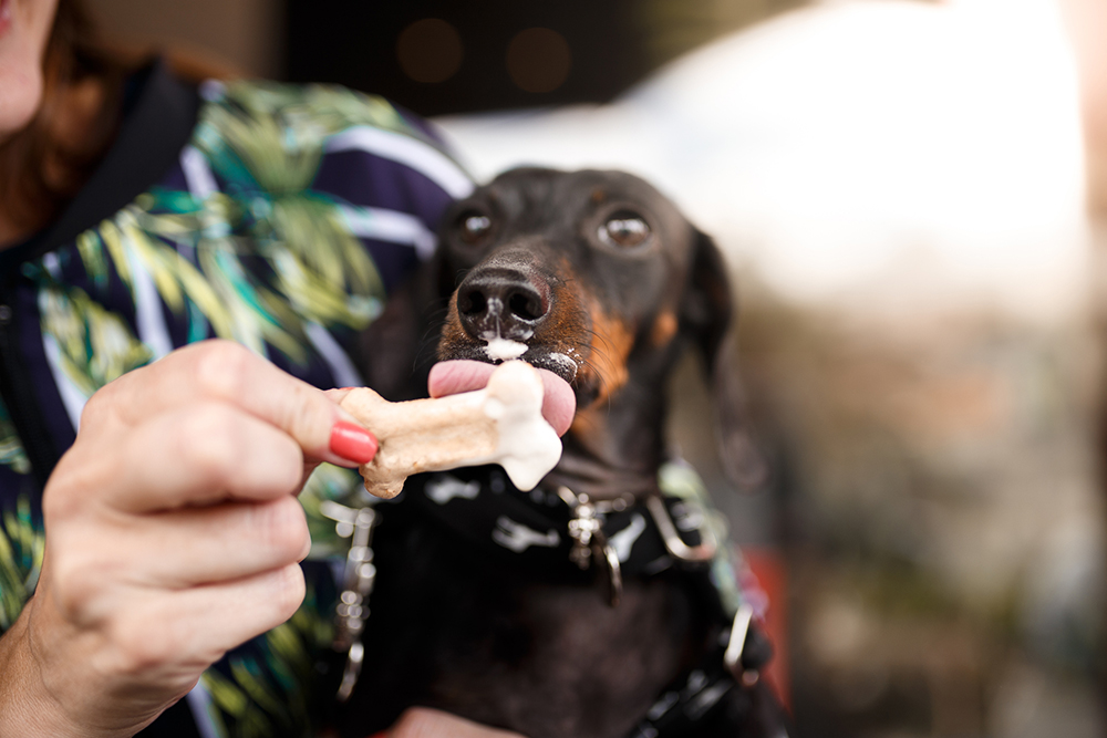 Easy Homemade Frozen Treats for Your Dog