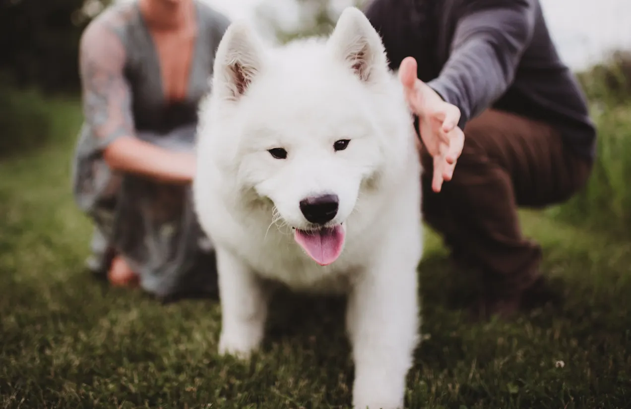 White Samoyed dog walking with pet owners behind him