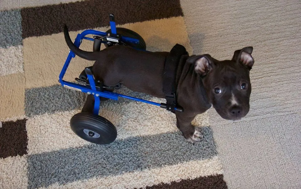 puppy wearing dog wheelchair on rug